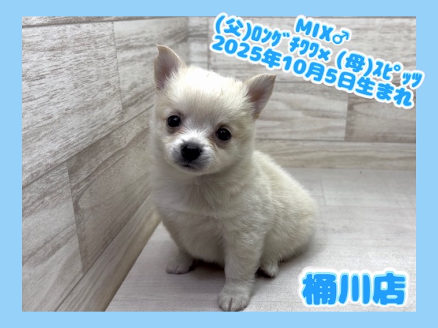 埼玉県のハーフ犬・ミックス犬 (かねだい桶川店/2025年10月5日生まれ/男の子/クリーム)の子犬の1枚目の画像