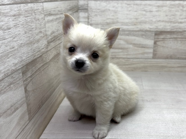 埼玉県のハーフ犬・ミックス犬 (かねだい桶川店/2025年10月5日生まれ/男の子/クリーム)の子犬の2枚目の画像