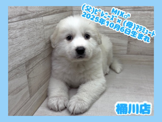 埼玉県のハーフ犬・ミックス犬 (かねだい桶川店/2025年10月5日生まれ/男の子/クリーム)の子犬の1枚目の画像