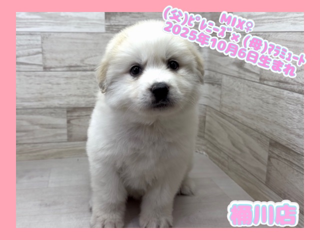 埼玉県のハーフ犬・ミックス犬 (かねだい桶川店/2025年10月6日生まれ/女の子/クリーム)の子犬の1枚目の画像