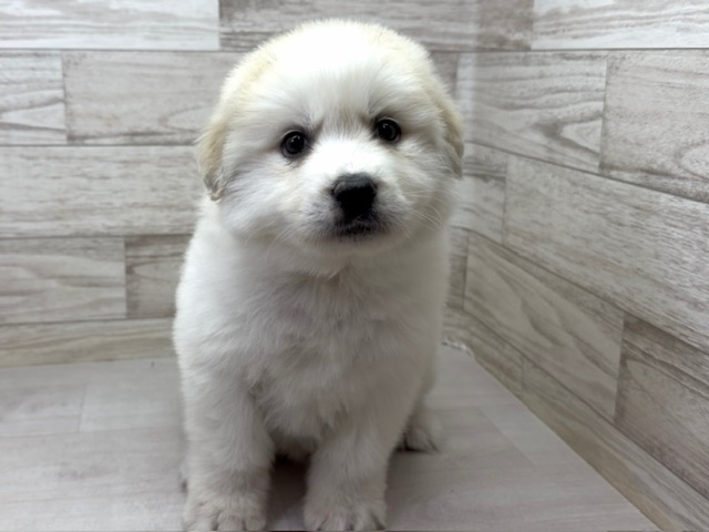 埼玉県のハーフ犬・ミックス犬 (かねだい桶川店/2025年10月6日生まれ/女の子/クリーム)の子犬の2枚目の画像