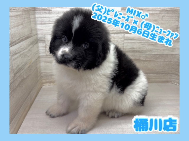 埼玉県のハーフ犬・ミックス犬 (かねだい桶川店/2025年10月6日生まれ/男の子/ブラックホワイト)の子犬の1枚目の画像