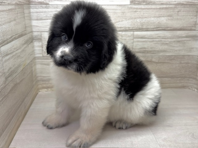 埼玉県のハーフ犬・ミックス犬 (かねだい桶川店/2025年10月6日生まれ/男の子/ブラックホワイト)の子犬の2枚目の画像