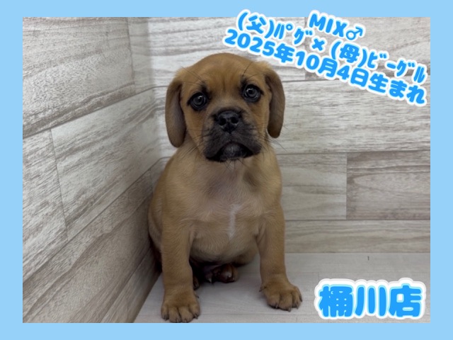 埼玉県のハーフ犬・ミックス犬 (かねだい桶川店/2025年10月4日生まれ/男の子/フォーン)の子犬の1枚目の画像