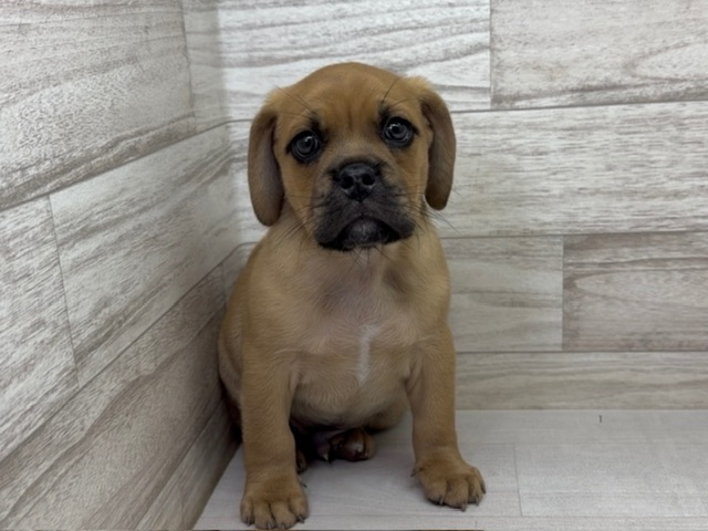 埼玉県のハーフ犬・ミックス犬 (かねだい桶川店/2025年10月4日生まれ/男の子/フォーン)の子犬の2枚目の画像