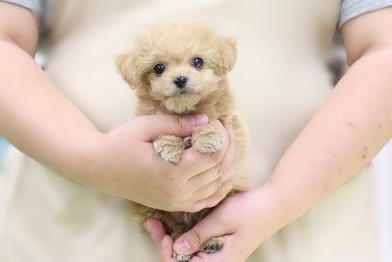 埼玉県のチワプー/プーチー(チワワ×プードル) (かねだい草加店/2025年10月7日生まれ/男の子/アプリコット)の子犬の1枚目の画像