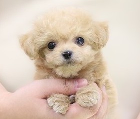 埼玉県のチワプー/プーチー(チワワ×プードル) (かねだい草加店/2025年10月7日生まれ/男の子/アプリコット)の子犬の2枚目の画像