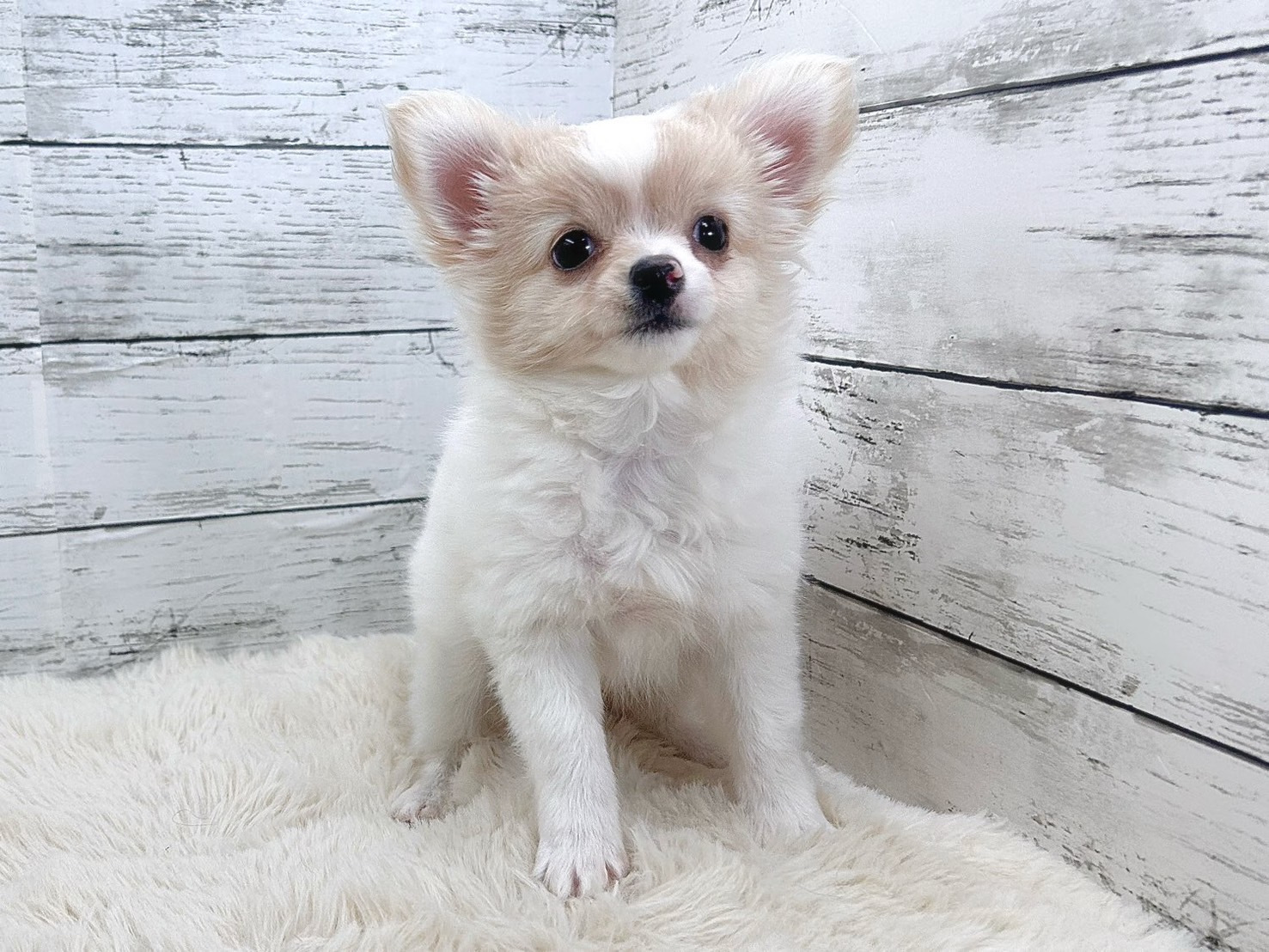 新潟県のチワワ(ロング) (かねだいペットトライアル魚沼/2025年9月4日生まれ/女の子/ホワイトクリーム)の子犬