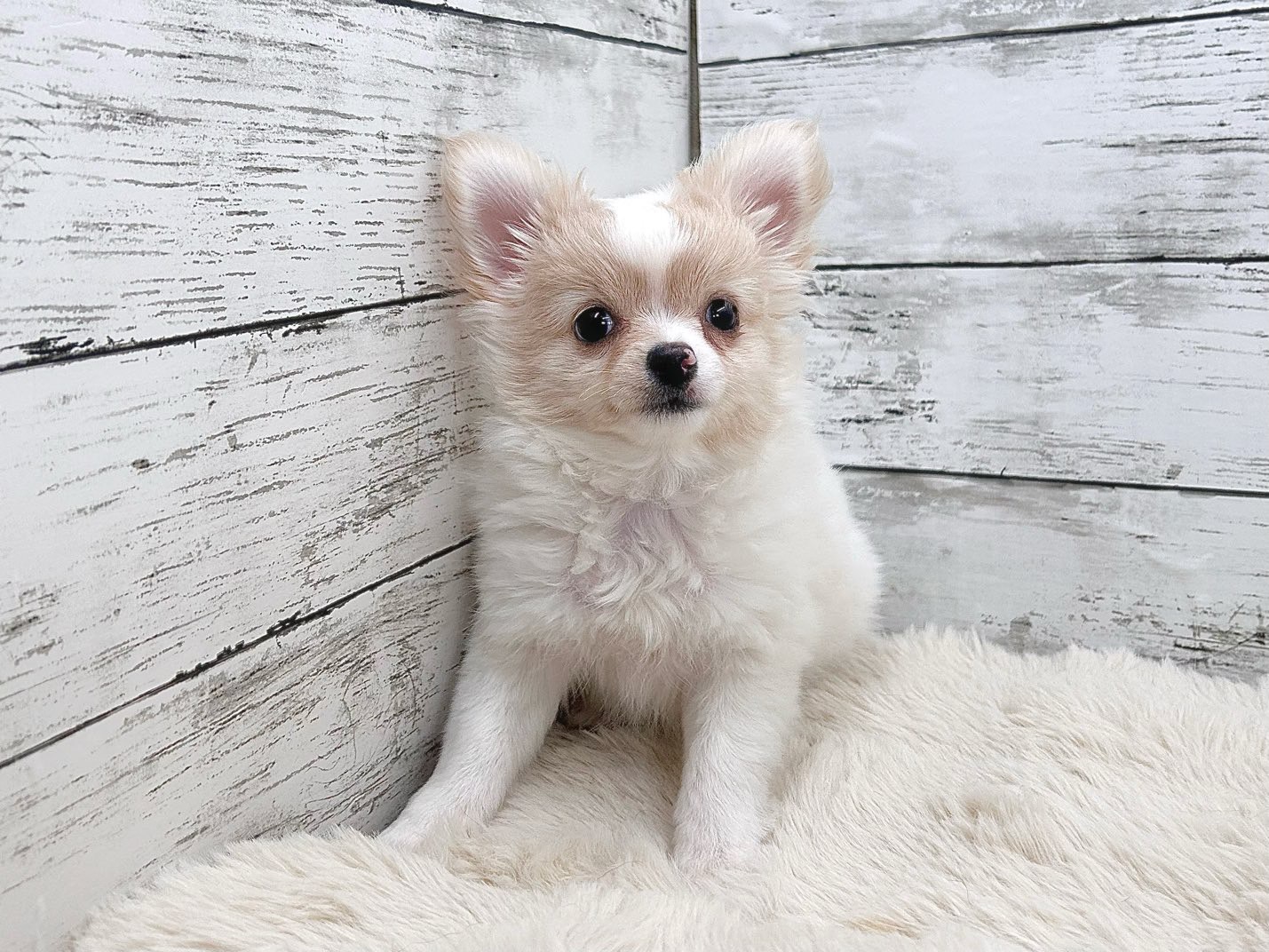 新潟県のチワワ(ロング) (かねだいペットトライアル魚沼/2025年9月4日生まれ/女の子/ホワイトクリーム)の子犬の2枚目の画像