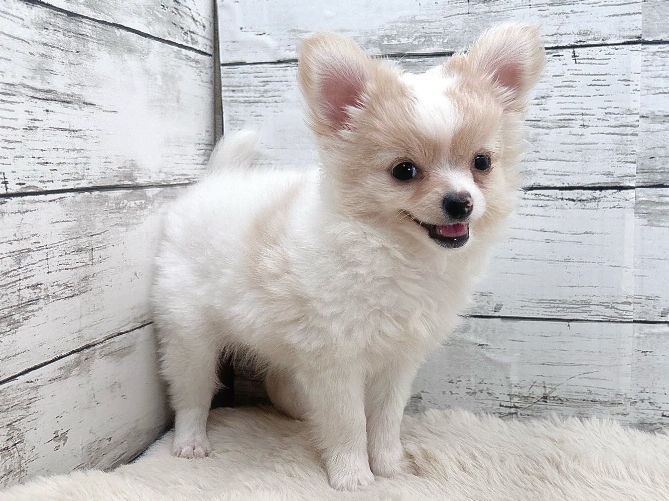 新潟県のチワワ(ロング) (かねだいペットトライアル魚沼/2025年9月4日生まれ/女の子/ホワイトクリーム)の子犬の3枚目の画像