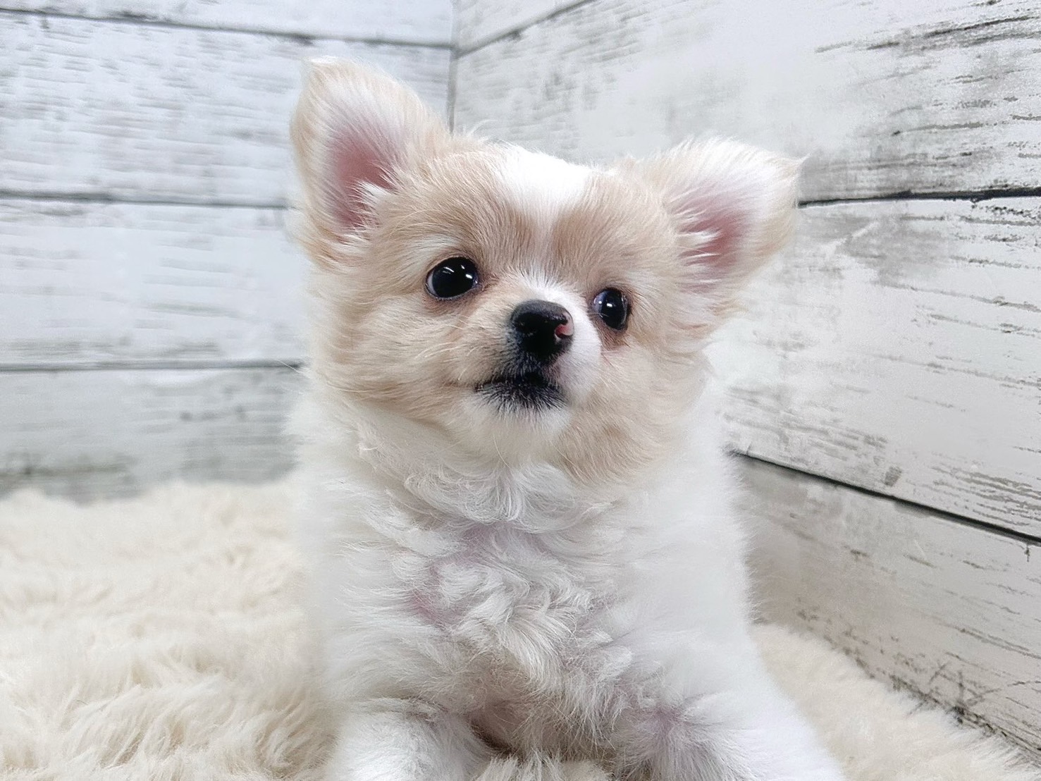 新潟県のチワワ(ロング) (かねだいペットトライアル魚沼/2025年9月4日生まれ/女の子/ホワイトクリーム)の子犬の4枚目の画像