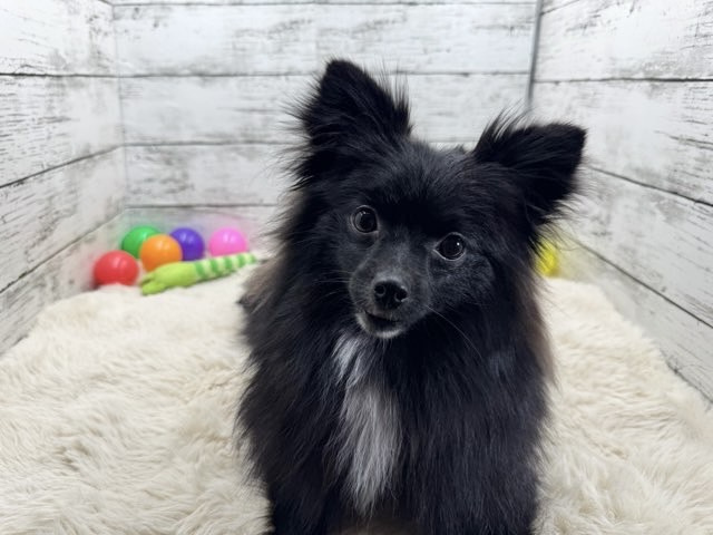 新潟県のポメラニアン (かねだいペットトライアル魚沼/2025年3月21日生まれ/女の子/ブラック)の子犬の1枚目の画像