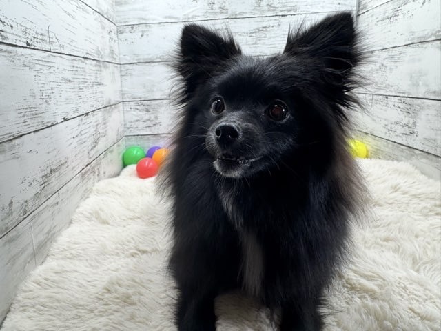 新潟県のポメラニアン (かねだいペットトライアル魚沼/2025年3月21日生まれ/女の子/ブラック)の子犬の2枚目の画像