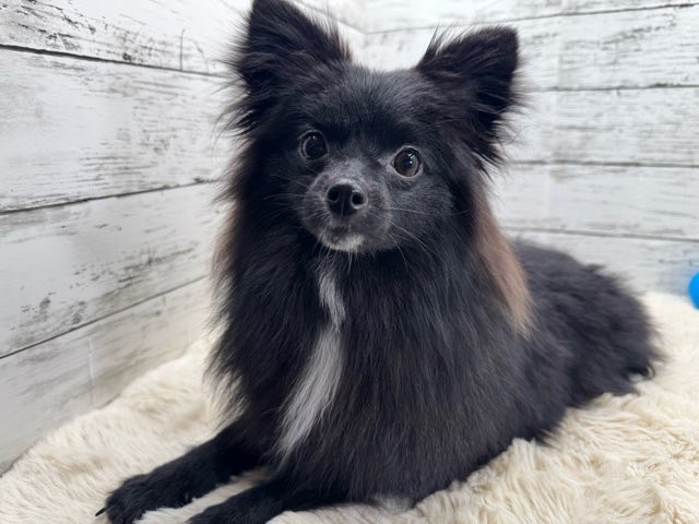 新潟県のポメラニアン (かねだいペットトライアル魚沼/2025年3月21日生まれ/女の子/ブラック)の子犬の3枚目の画像