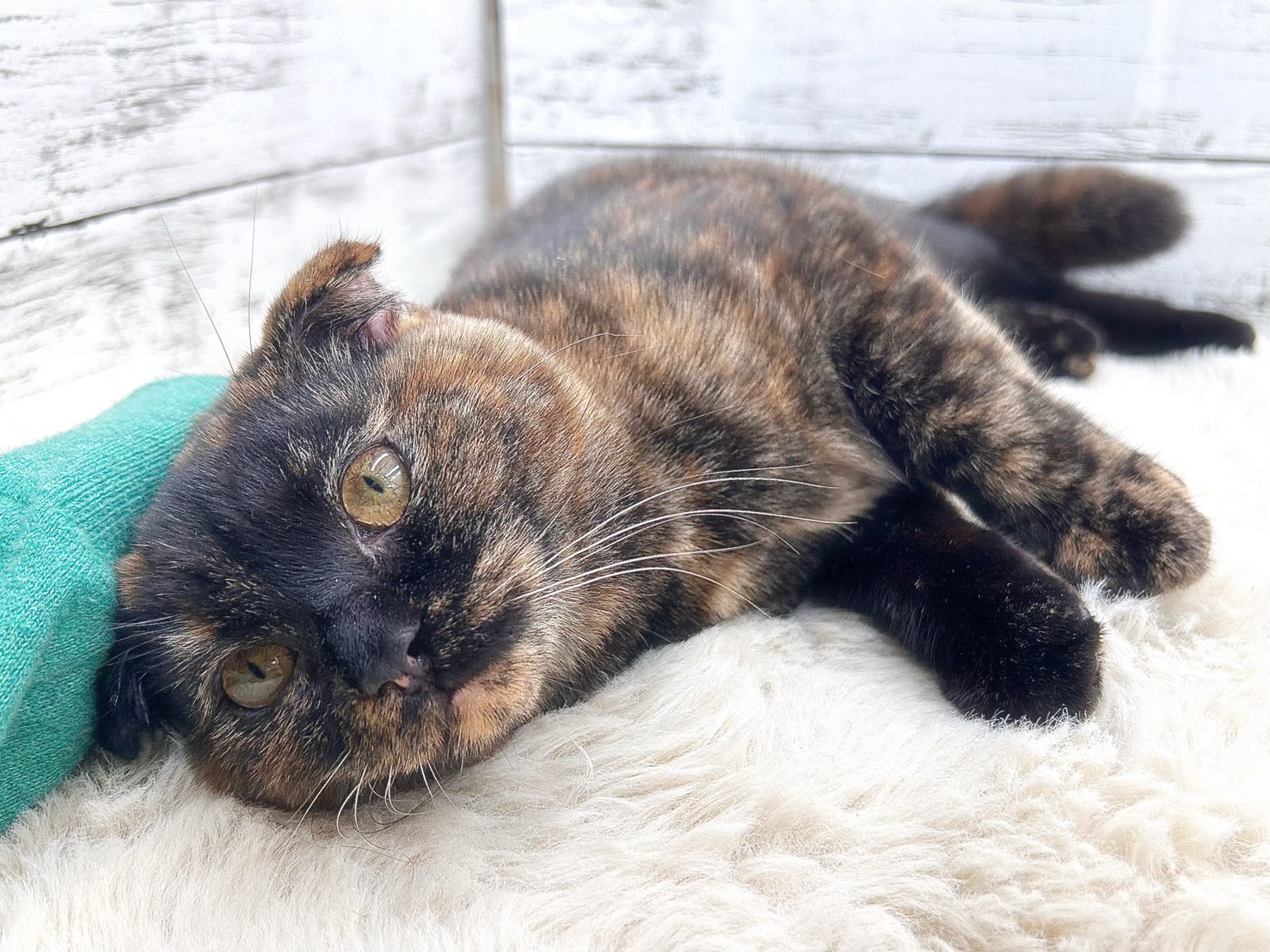 新潟県のスコティッシュフォールド (かねだいペットトライアル魚沼/2025年6月7日生まれ/女の子/トーティー)の子猫の1枚目の画像