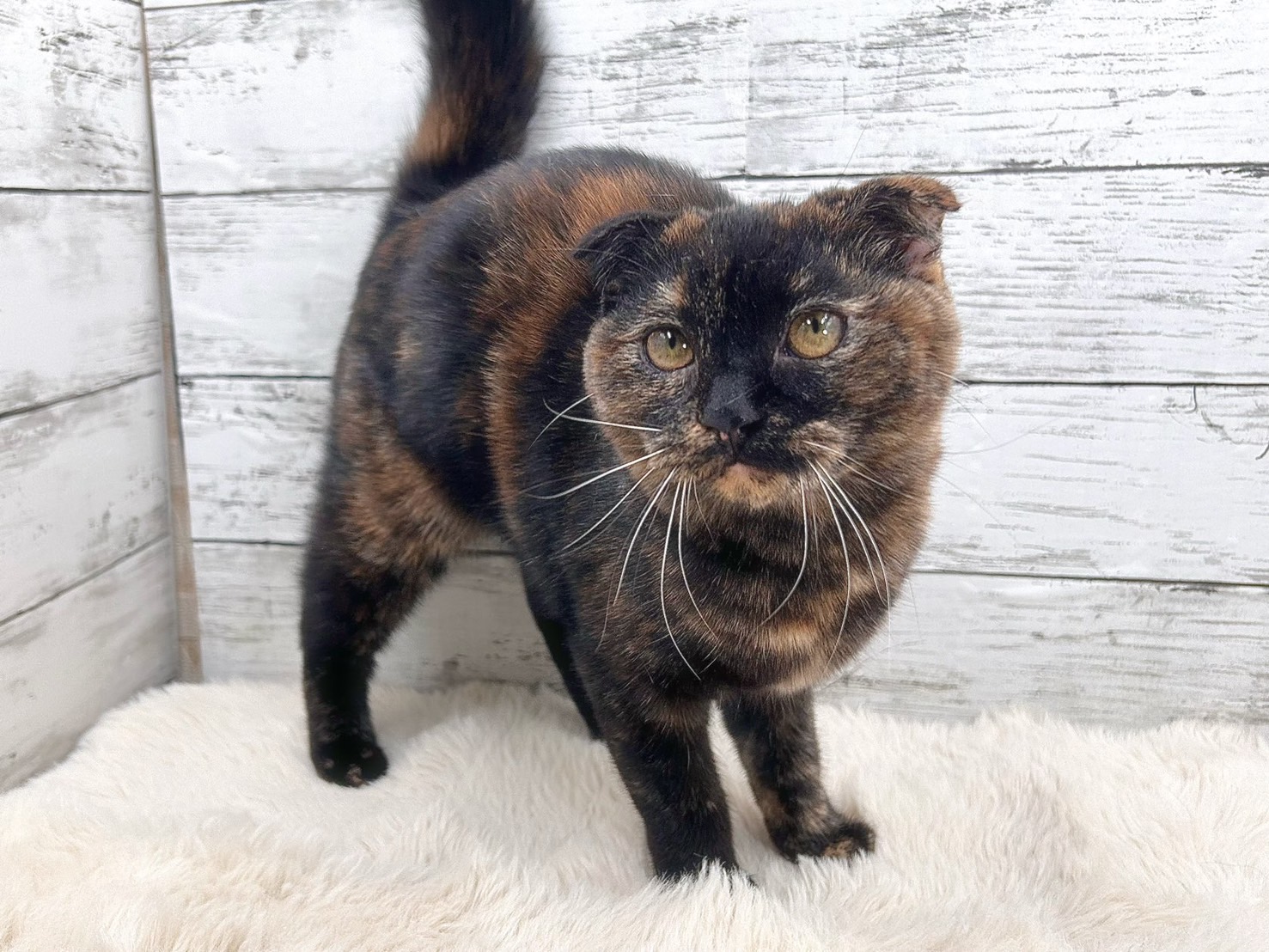 新潟県のスコティッシュフォールド (かねだいペットトライアル魚沼/2025年6月7日生まれ/女の子/トーティー)の子猫の2枚目の画像