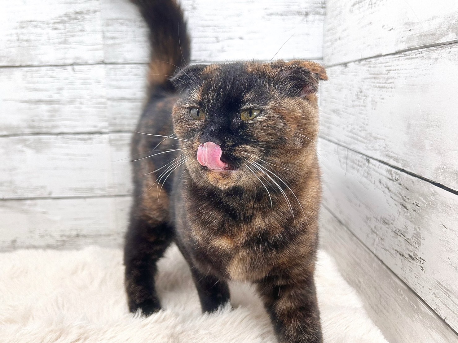 新潟県のスコティッシュフォールド (かねだいペットトライアル魚沼/2025年6月7日生まれ/女の子/トーティー)の子猫の3枚目の画像