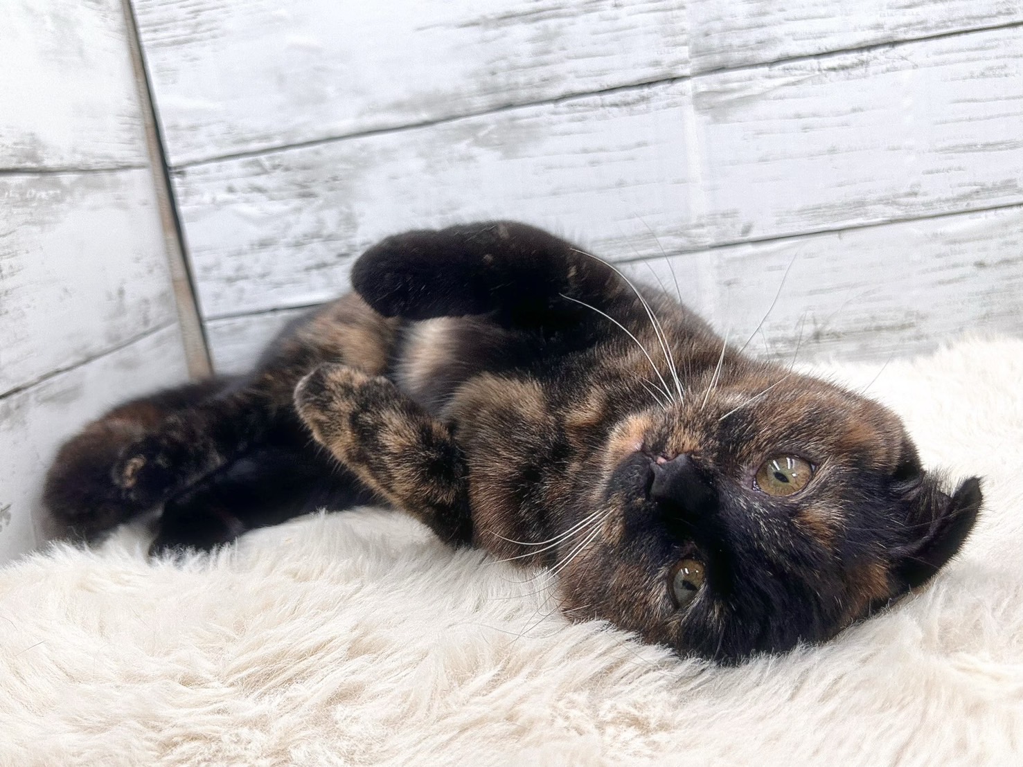 新潟県のスコティッシュフォールド (かねだいペットトライアル魚沼/2025年6月7日生まれ/女の子/トーティー)の子猫の4枚目の画像