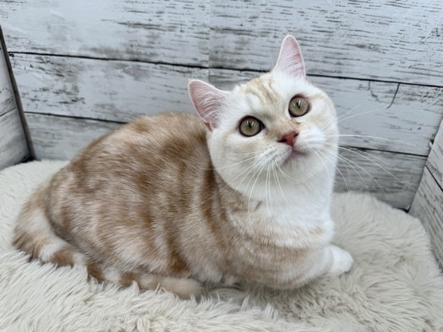 新潟県のミヌエット (かねだいペットトライアル魚沼/2025年4月27日生まれ/女の子/クリームタビーホワイト)の子猫の1枚目の画像