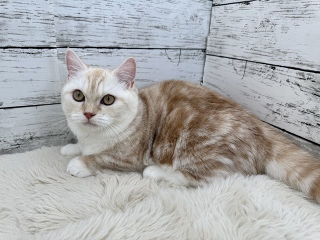 新潟県のミヌエット (かねだいペットトライアル魚沼/2025年4月27日生まれ/女の子/クリームタビーホワイト)の子猫の2枚目の画像