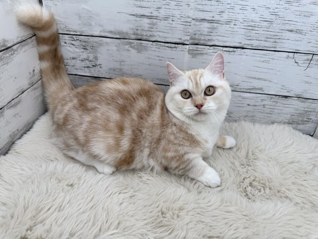 新潟県のミヌエット (かねだいペットトライアル魚沼/2025年4月27日生まれ/女の子/クリームタビーホワイト)の子猫の3枚目の画像