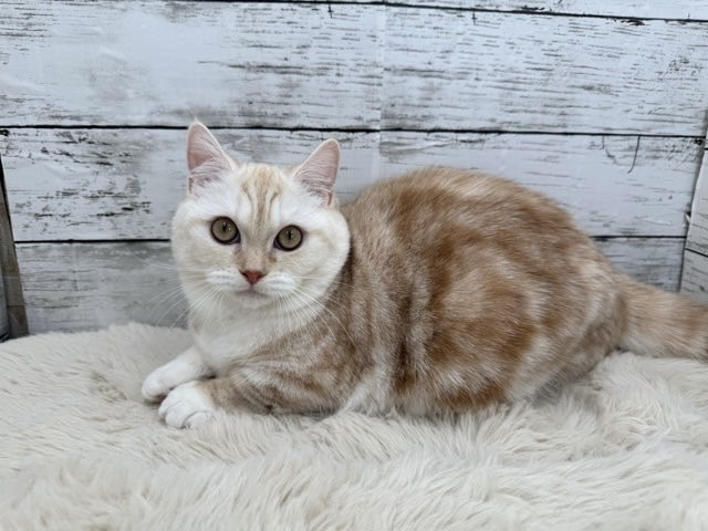 新潟県のミヌエット (かねだいペットトライアル魚沼/2025年4月27日生まれ/女の子/クリームタビーホワイト)の子猫の4枚目の画像