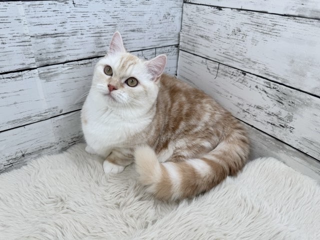 新潟県のミヌエット (かねだいペットトライアル魚沼/2025年4月27日生まれ/女の子/クリームタビーホワイト)の子猫の4枚目の画像