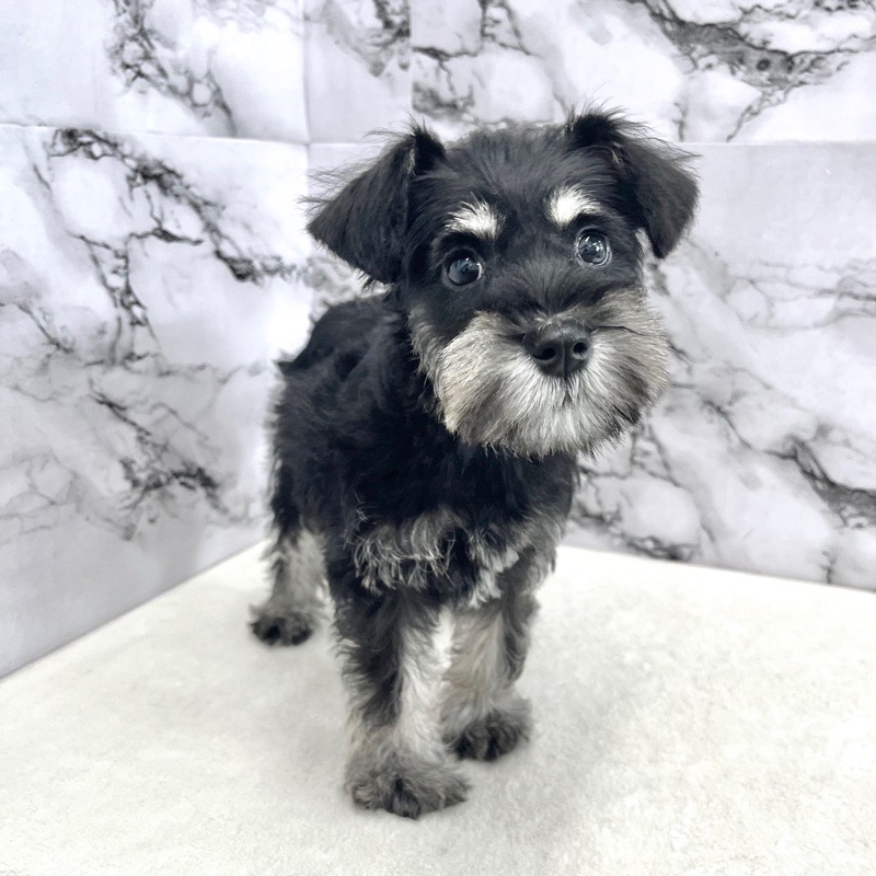 神奈川県のミニチュアシュナウザー (かねだい東戸塚店/2025年9月14日生まれ/女の子/ブラックシルバー)の子犬の1枚目の画像