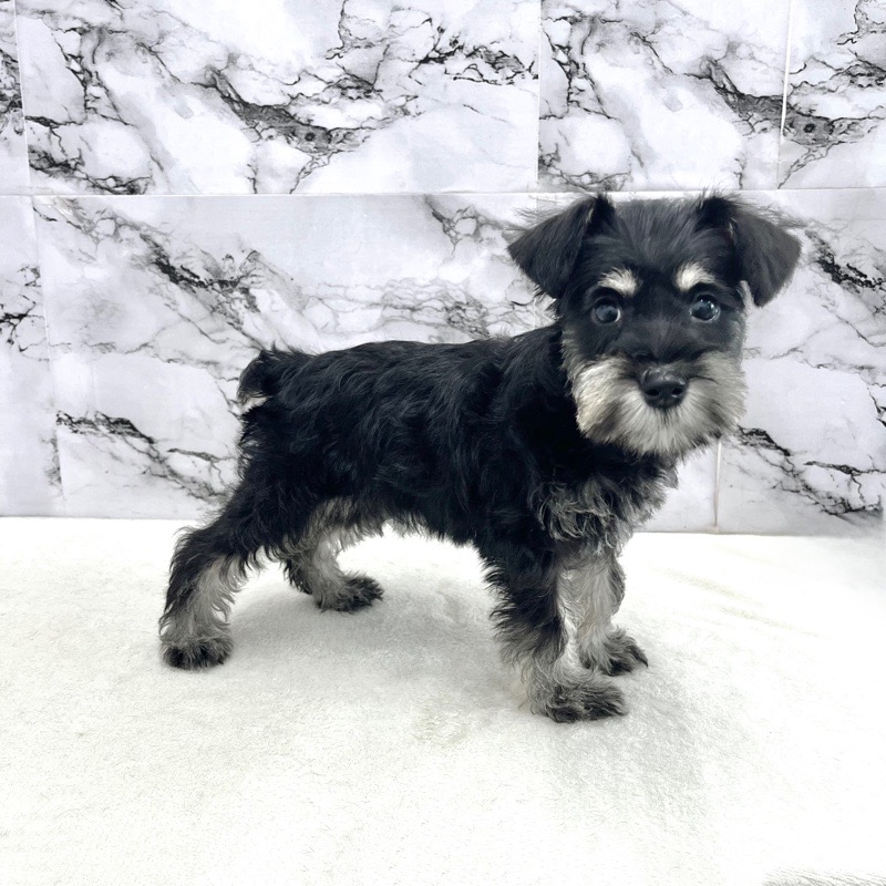 神奈川県のミニチュアシュナウザー (かねだい東戸塚店/2025年9月14日生まれ/女の子/ブラックシルバー)の子犬の2枚目の画像