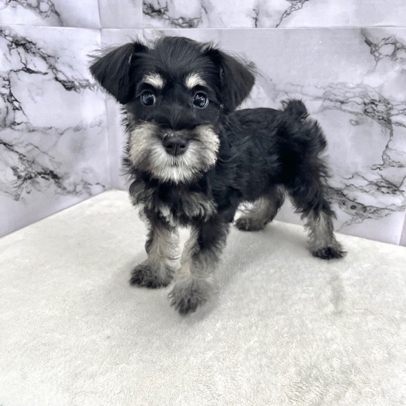 神奈川県のミニチュアシュナウザー (かねだい東戸塚店/2025年9月14日生まれ/女の子/ブラックシルバー)の子犬の3枚目の画像