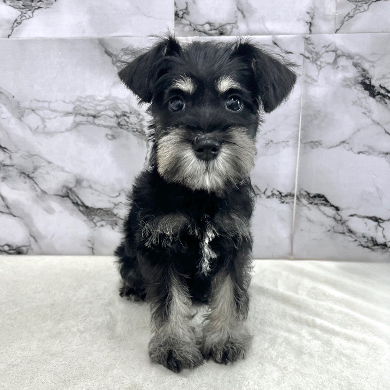 神奈川県のミニチュアシュナウザー (かねだい東戸塚店/2025年9月14日生まれ/女の子/ブラックシルバー)の子犬の4枚目の画像