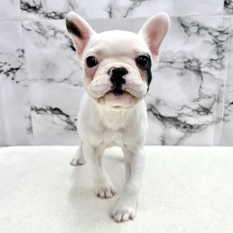 神奈川県のフレンチブルドッグ (かねだい東戸塚店/2025年9月22日生まれ/女の子/パイド)の子犬の1枚目の画像