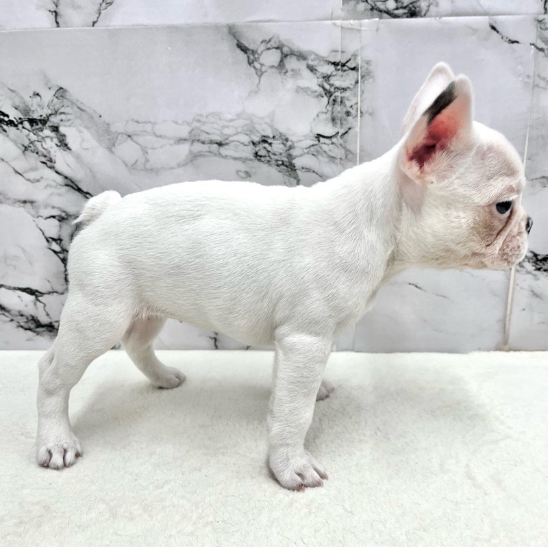 神奈川県のフレンチブルドッグ (かねだい東戸塚店/2025年9月22日生まれ/女の子/パイド)の子犬の2枚目の画像