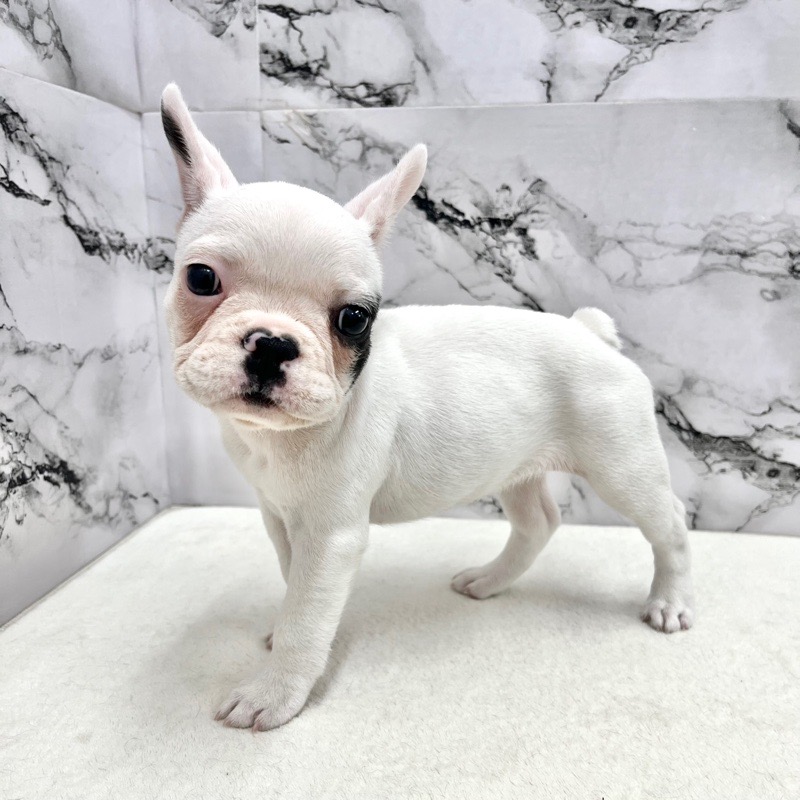 神奈川県のフレンチブルドッグ (かねだい東戸塚店/2025年9月22日生まれ/女の子/パイド)の子犬の3枚目の画像