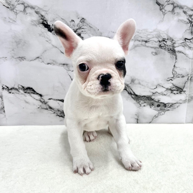 神奈川県のフレンチブルドッグ (かねだい東戸塚店/2025年9月22日生まれ/女の子/パイド)の子犬の4枚目の画像