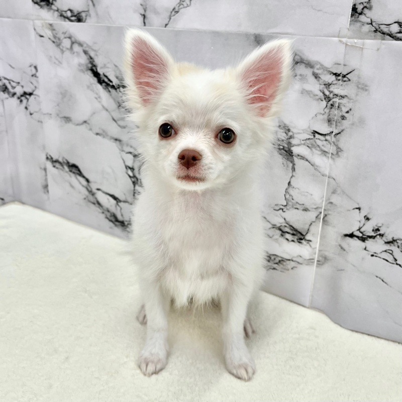 神奈川県のチワワ(ロング) (かねだい東戸塚店/2025年8月24日生まれ/男の子/ホワイトクリーム)の子犬の1枚目の画像