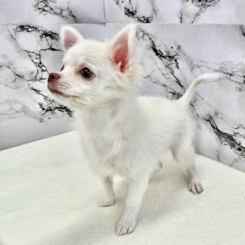 神奈川県のチワワ(ロング) (かねだい東戸塚店/2025年8月24日生まれ/男の子/ホワイトクリーム)の子犬の2枚目の画像