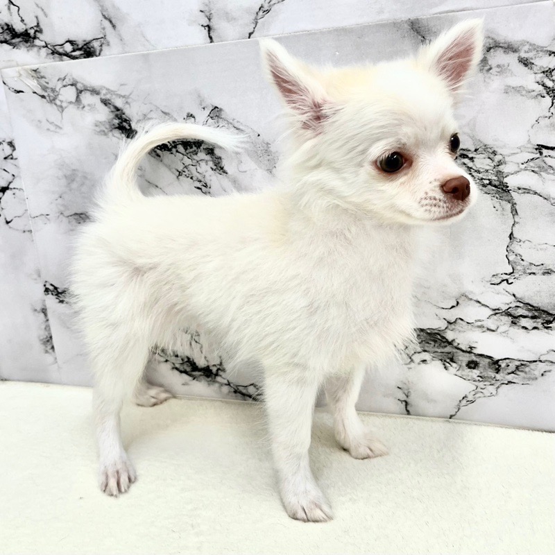 神奈川県のチワワ(ロング) (かねだい東戸塚店/2025年8月24日生まれ/男の子/ホワイトクリーム)の子犬の3枚目の画像