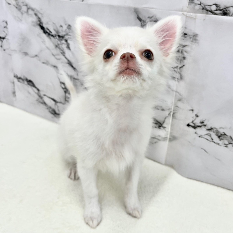 神奈川県のチワワ(ロング) (かねだい東戸塚店/2025年8月24日生まれ/男の子/ホワイトクリーム)の子犬の4枚目の画像