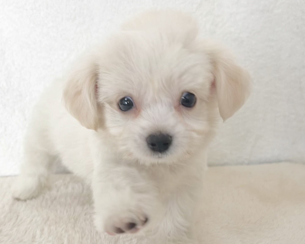 群馬県のチワワ（L）×ビションフリーゼ (かねだいペットトライアル桐生/2025年10月4日生まれ/女の子/ホワイト)の子犬