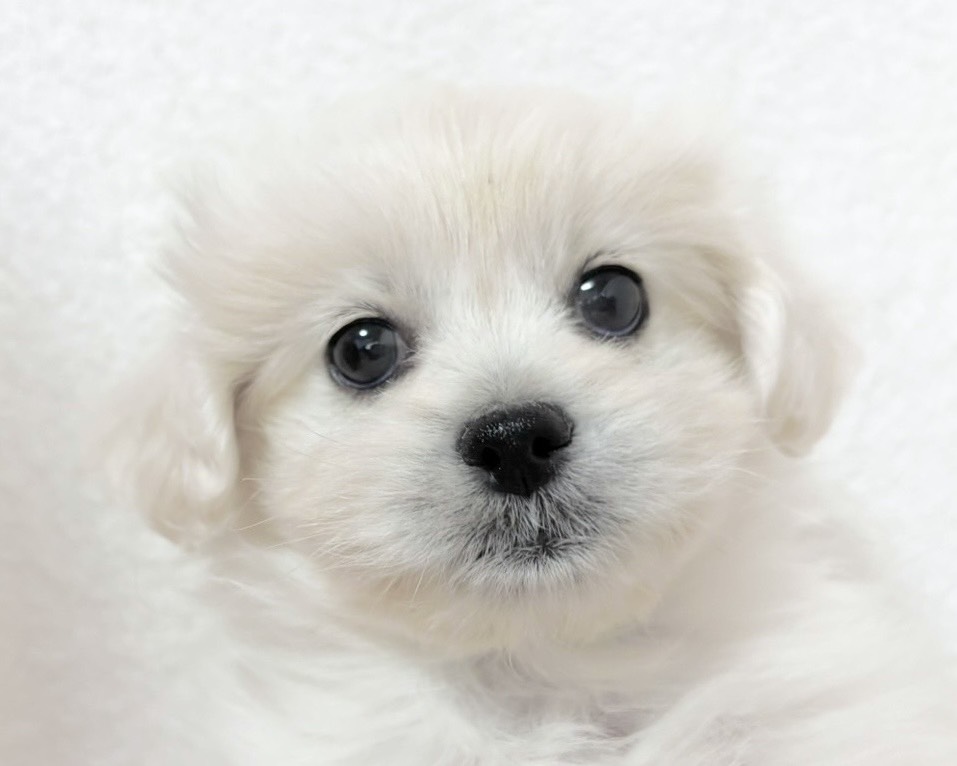 群馬県のペキプー(ペキニーズ×プードル) (かねだいペットトライアル桐生/2025年9月30日生まれ/女の子/ホワイト)の子犬の1枚目の画像