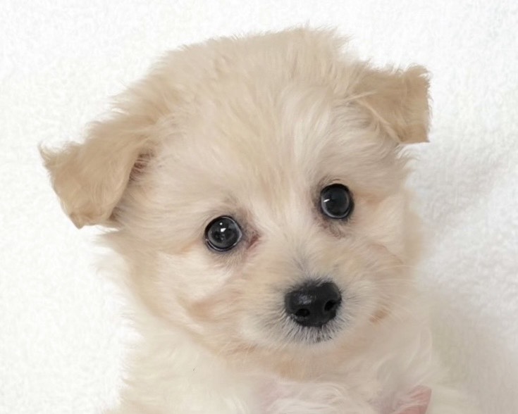 群馬県のポメプー(ポメラニアン×プードル) (かねだいペットトライアル桐生/2025年9月23日生まれ/女の子/クリーム)の子犬の1枚目の画像