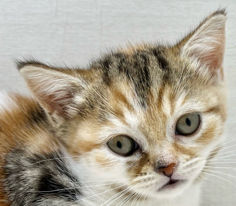 千葉県のミヌエット (かねだい八千代店/2025年10月3日生まれ/女の子/キャリコ)の子猫の1枚目の画像