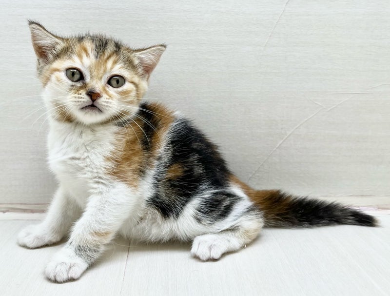 千葉県のミヌエット (かねだい八千代店/2025年10月3日生まれ/女の子/キャリコ)の子猫の2枚目の画像