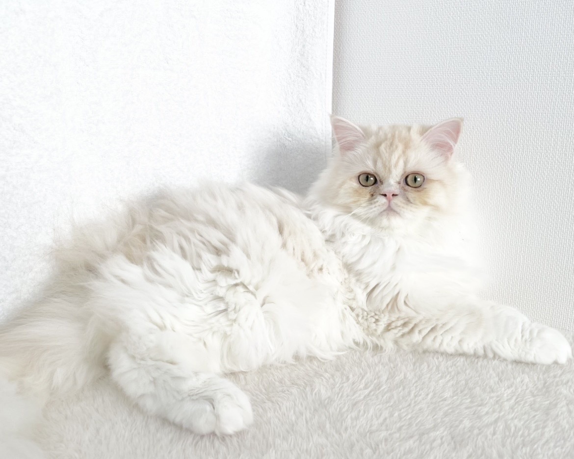 群馬県のラガマフィン (かねだいペットトライアル桐生/2025年6月6日生まれ/男の子/クリームタビーホワイト)の子猫の2枚目の画像