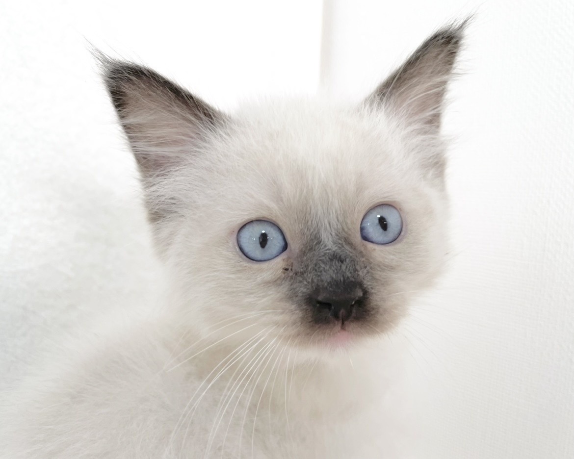 群馬県のラグドール (かねだいペットトライアル桐生/2025年9月30日生まれ/男の子/シール/ポイント/ミテッド)の子猫の1枚目の画像