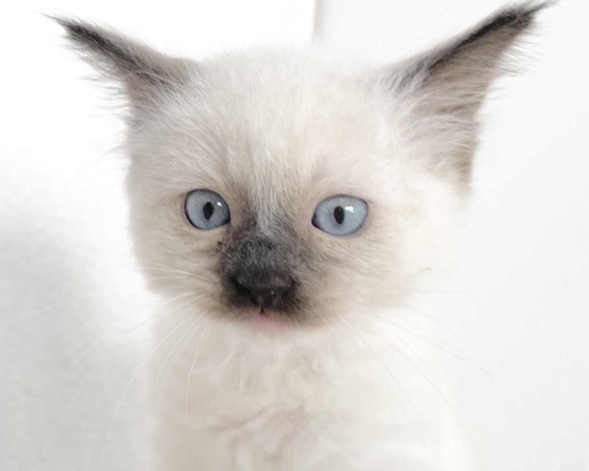 群馬県のラグドール (かねだいペットトライアル桐生/2025年9月30日生まれ/男の子/シール/ポイント/ミテッド)の子猫の2枚目の画像