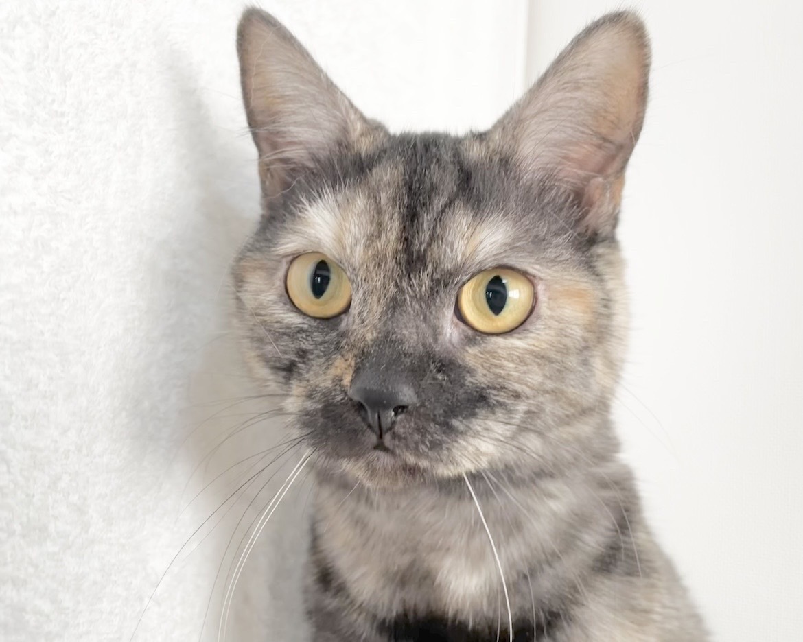 群馬県のマンチカン (かねだいペットトライアル桐生/2025年4月21日生まれ/女の子/トーティーシェル)の子猫の1枚目の画像