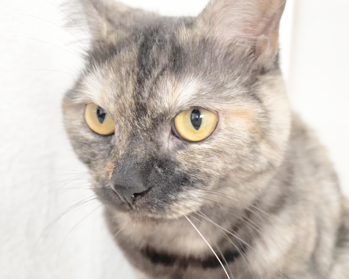 群馬県のマンチカン (かねだいペットトライアル桐生/2025年4月21日生まれ/女の子/トーティーシェル)の子猫の2枚目の画像