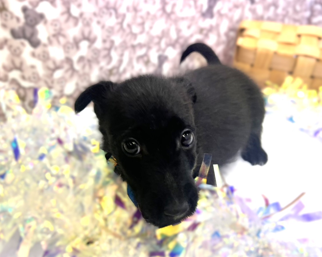 茨城県のハーフ犬・ミックス犬 (かねだいペットトライアル利根川/2025年9月12日生まれ/男の子/ブラック)の子犬の3枚目の画像